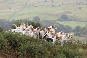 Foxhound photographs by Hunting Photographer Neil Salisbury